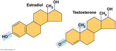 Comparison of estradiol and testosterone structures, showing functional group differences