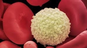 White blood cell among red blood cells, representing cellular diversity