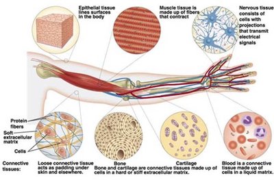 Diagram of human tissues, showing cellular specialization