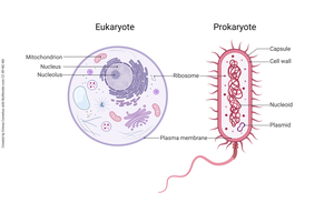 Comparison of eukaryotic and prokaryotic cells