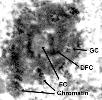 Nucleolus structure: FC, F, G