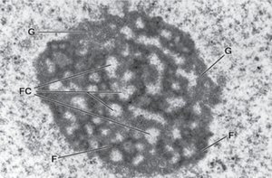 Nucleolus structure: FC, F, G