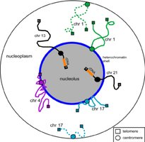 Diagram of nucleolar organizing regions (NORs)