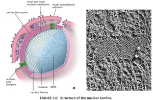 Structure of the nuclear lamina