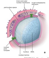 Nuclear envelope and associated structures