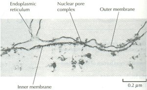 Nuclear envelope and associated structures
