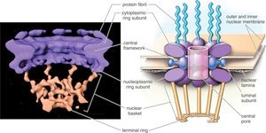 Nuclear pore complex structure