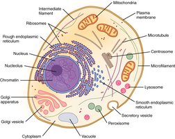 Diagram of a eukaryotic cell with labeled organelles