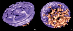Nuclear pore complex structure