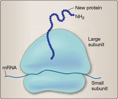 Ribosome structure and function