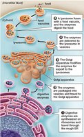 Endomembrane system diagram