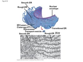 Smooth and rough ER structure