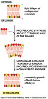 Phospholipid synthesis and scramblase function in ER membrane