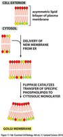 Flippase function in Golgi membrane