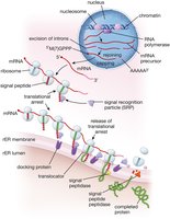 Rough ER structure and function
