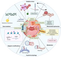 ER stress and unfolded protein response