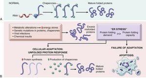 Unfolded protein response and ER stress