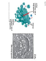 Golgi apparatus structure and function