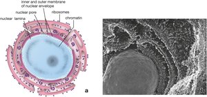 Diagram of the nucleus with nuclear envelope and nucleolus