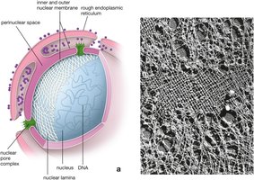 Nuclear envelope and lamina structure