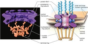 Structure of the nuclear pore complex