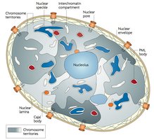 Nuclear compartments and chromosome territories