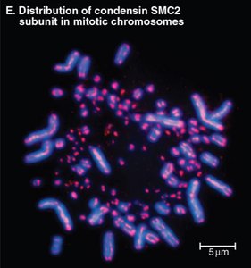 Distribution of condensin SMC2 subunit in mitotic chromosomes