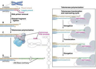 Mechanism of telomerase action in telomere elongation
