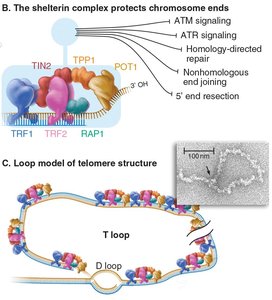 Shelterin complex and T-loop model of telomere structure