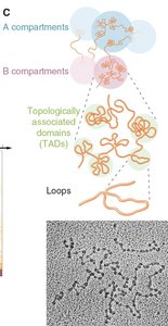 Diagram of chromatin organization into loops, TADs, and compartments
