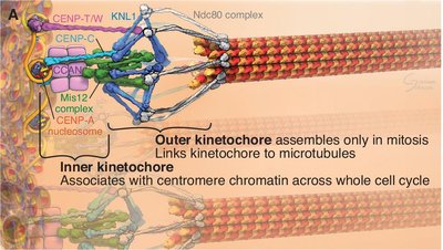 Diagram of inner and outer kinetochore structure and microtubule attachment