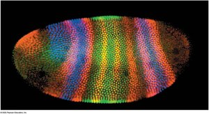 Patterned gene expression in a developing embryo