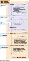 Five levels of gene expression regulation