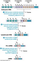 Lymphocyte receptor gene rearrangement (V(D)J recombination)