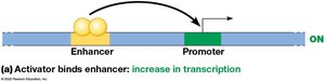 Activator binding to enhancer increases transcription