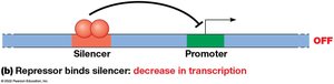 Repressor binding to silencer decreases transcription