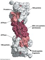 Structure of the proteasome complex