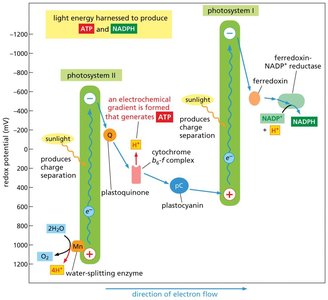 Redox potential changes during photosynthesis
