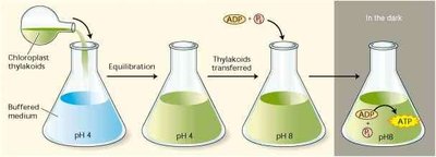 Jagendorf experiment demonstrating chemiosmotic ATP synthesis