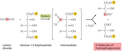 Rubisco catalyzed reaction in carbon fixation