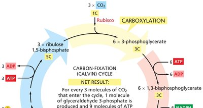 The Calvin cycle (carbon-fixation cycle)