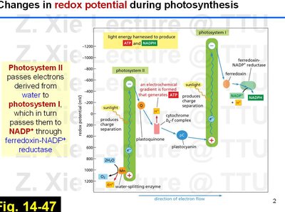 Diagram of changes in redox potential during photosynthesis