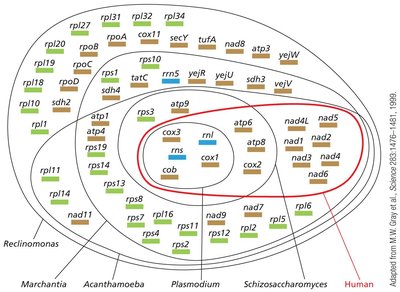 Comparison of mitochondrial genomes