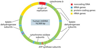 Organization of the human mitochondrial genome