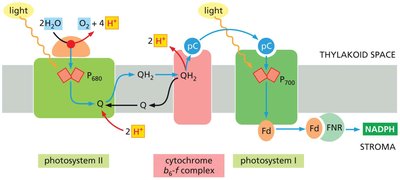 Electron flow through the cytochrome b6-f complex