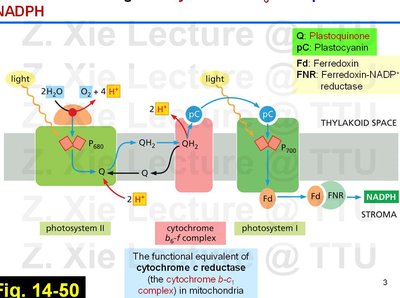 Diagram of electron flow and proton movement in the thylakoid membrane
