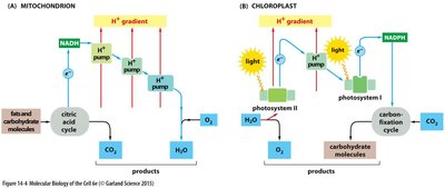 Comparison of electron transport and proton gradients in mitochondria and chloroplasts