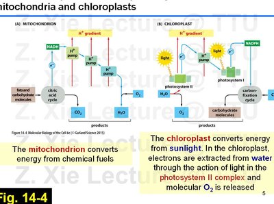 Diagram comparing H+ concentrations and ATP synthase arrangement in mitochondria and chloroplasts