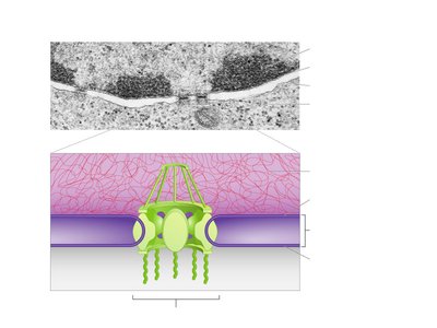 Cross-sectional view of nuclear envelope and nuclear pore complex