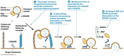 Receptor-mediated endocytosis and clathrin-coated vesicle formation
